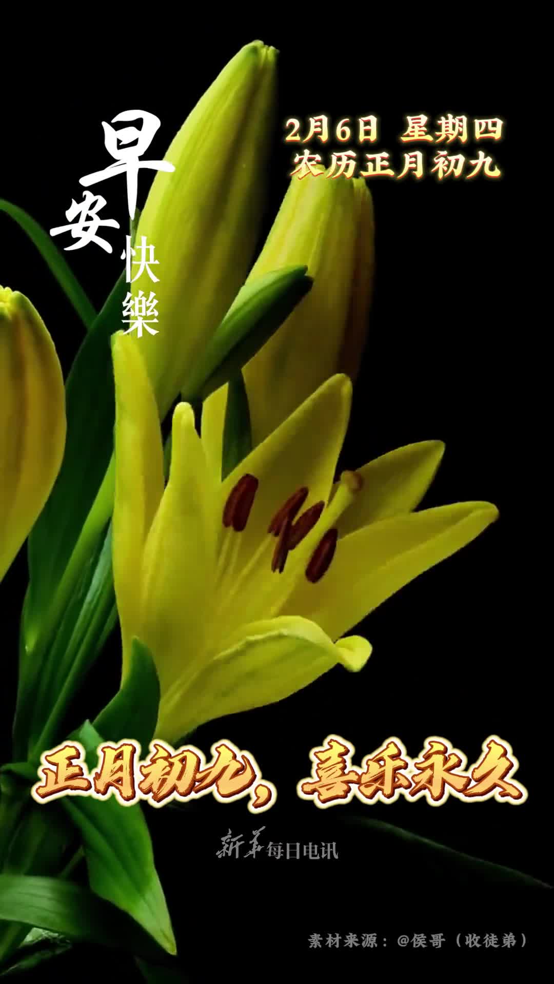 正月初九喜乐永久百合绽放百事合心恭祝您和家人日子红火福泽绵长早安