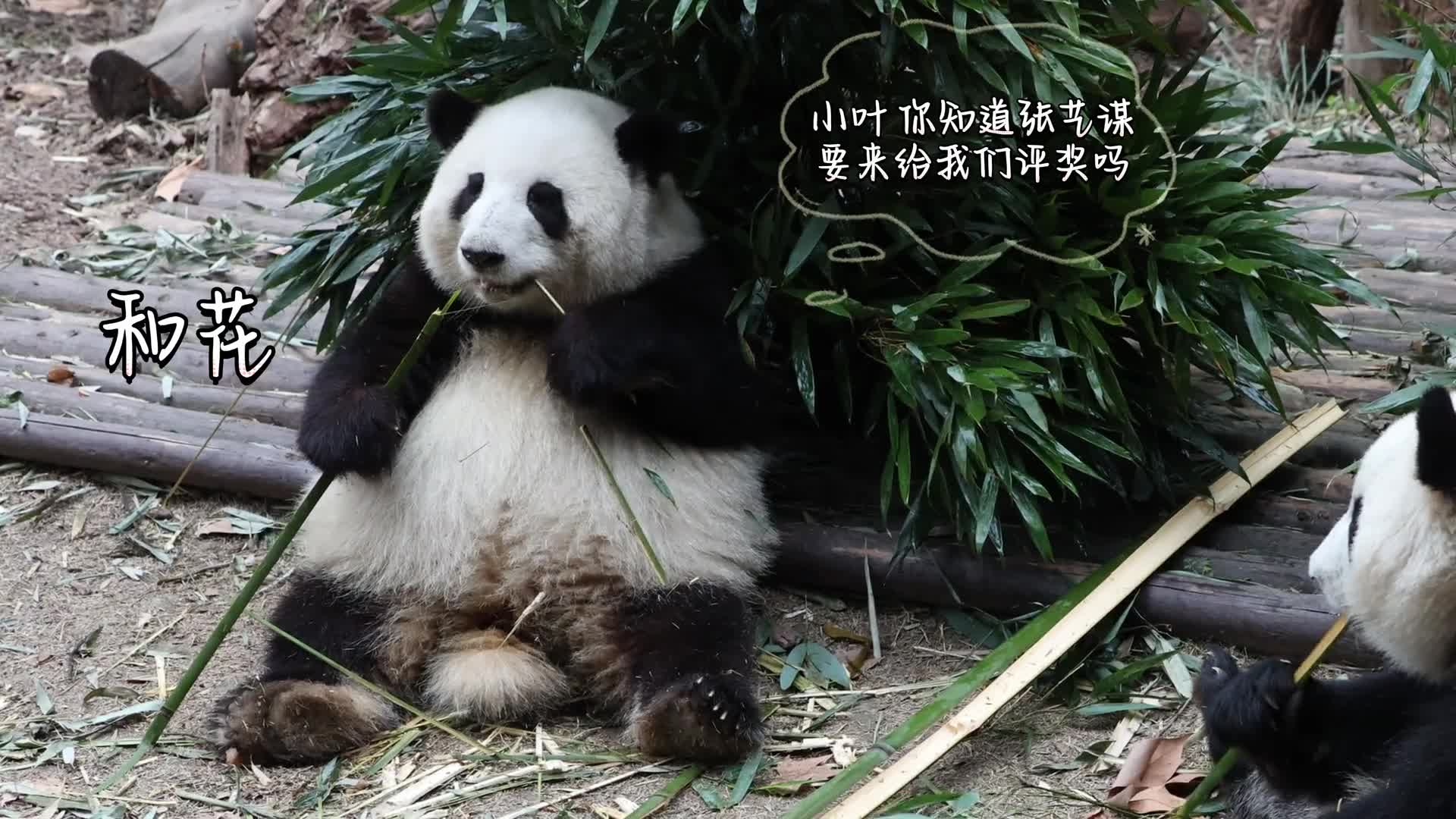 张艺谋任评委会主席首届金熊猫奖终评启动25个奖项的获奖名单将于9月20日晚公布