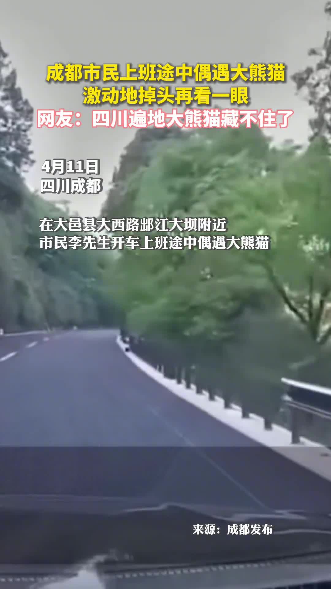 市民上班途中偶遇大熊猫激动地掉头再看一眼网友四川遍地大熊猫藏不住了