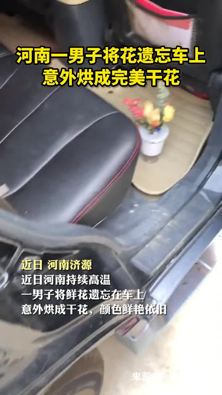 河南一男子将花遗忘车上意外烘成完美干花