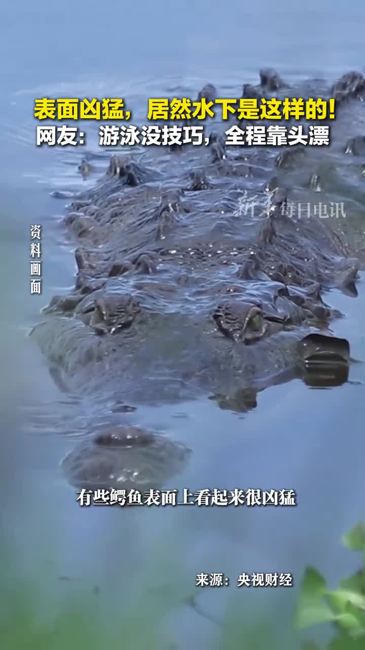 有些鳄鱼看似水中霸主水下居然偷偷摆烂你知道鳄鱼为啥能垂直漂浮吗