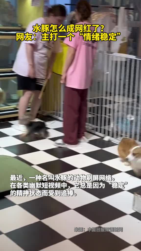 水豚怎么就成网红了网友主打一个情绪稳定