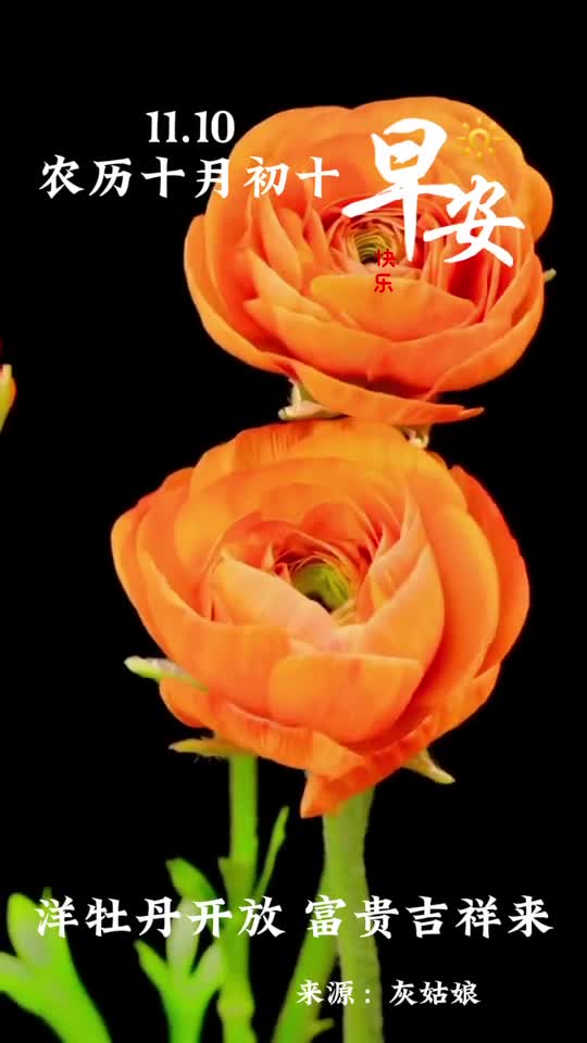 洋牡丹开放富贵好运来新的一天愿你吉星高照称心如意