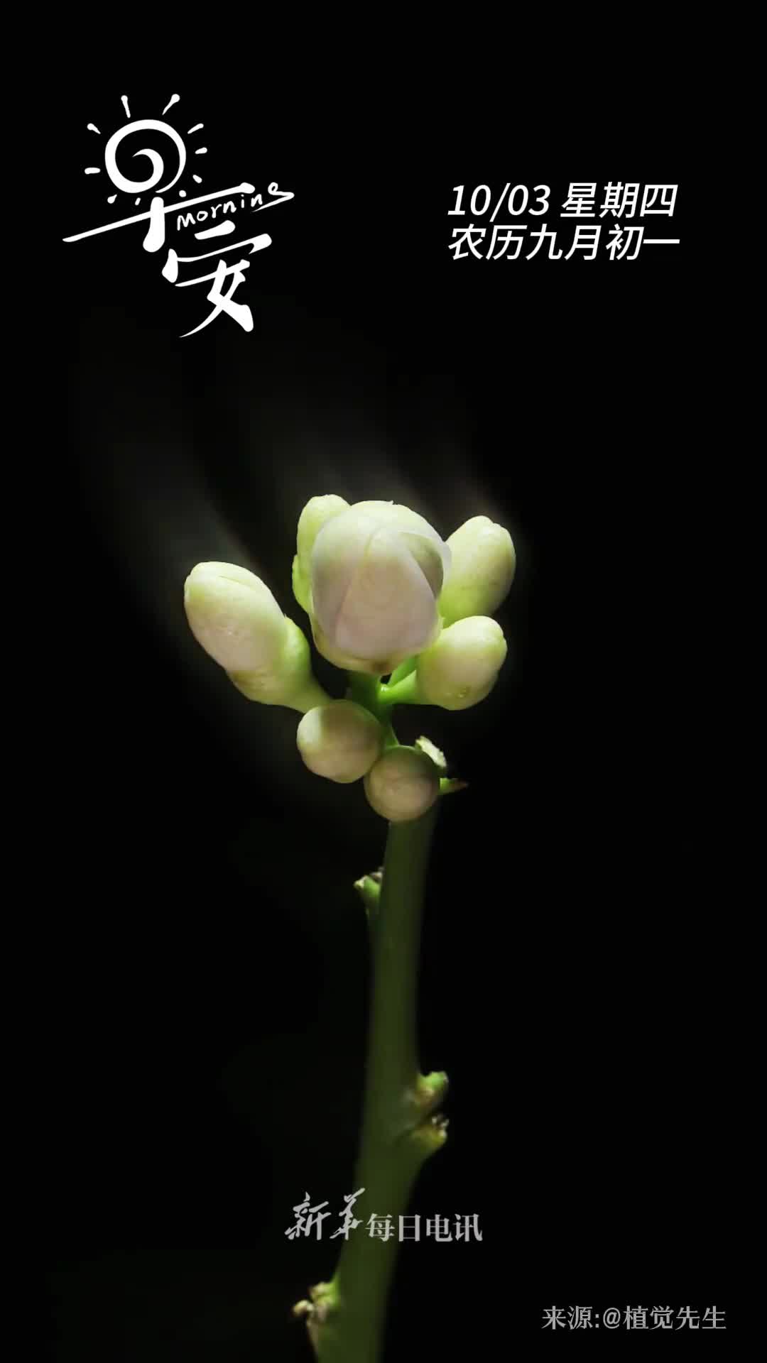 柠檬花开幸福自来愿这朵花儿的芬芳伴你左右让你的生活充满阳光与欢笑早安