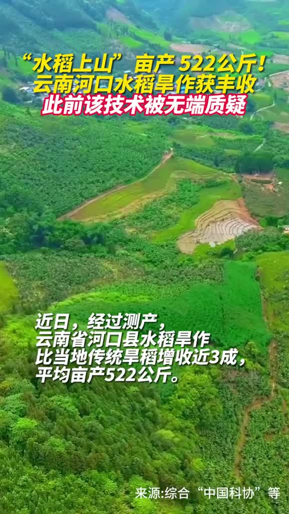 水稻上山亩产522公斤云南河口水稻旱作获丰收此前该技术被无端质疑