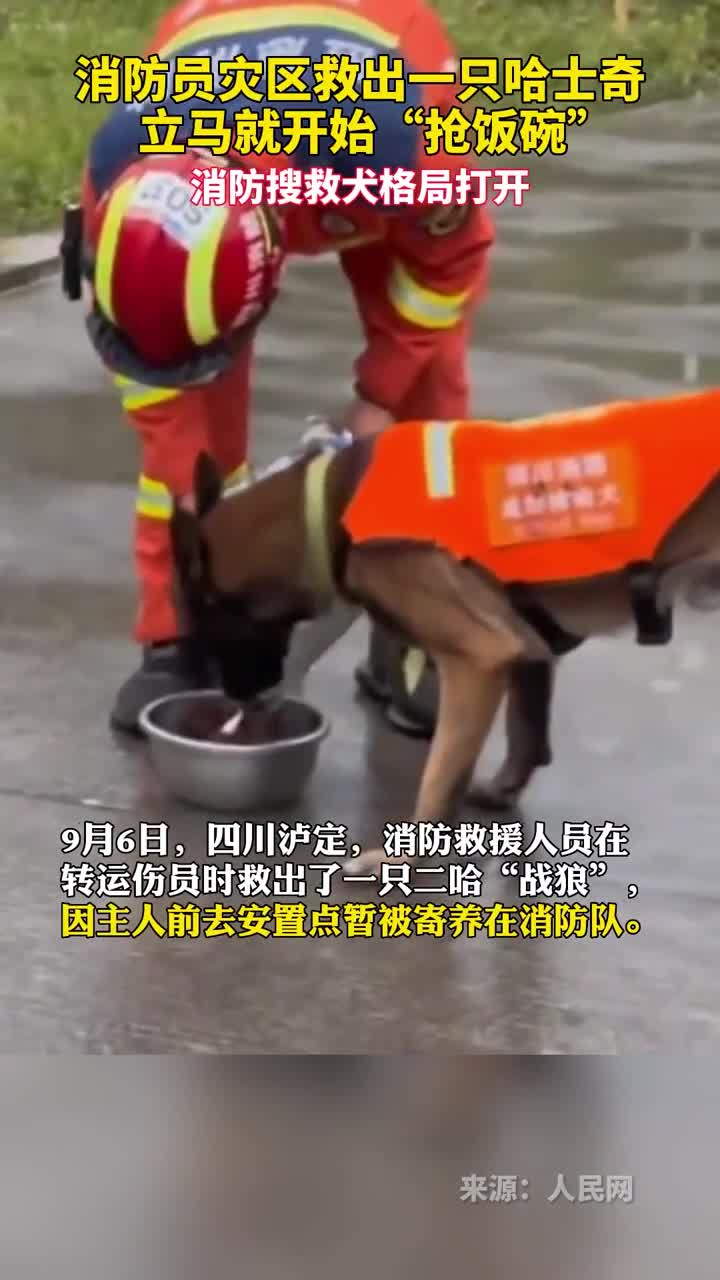 格局打开了搜救犬让地震获救的二哈蹭饭
