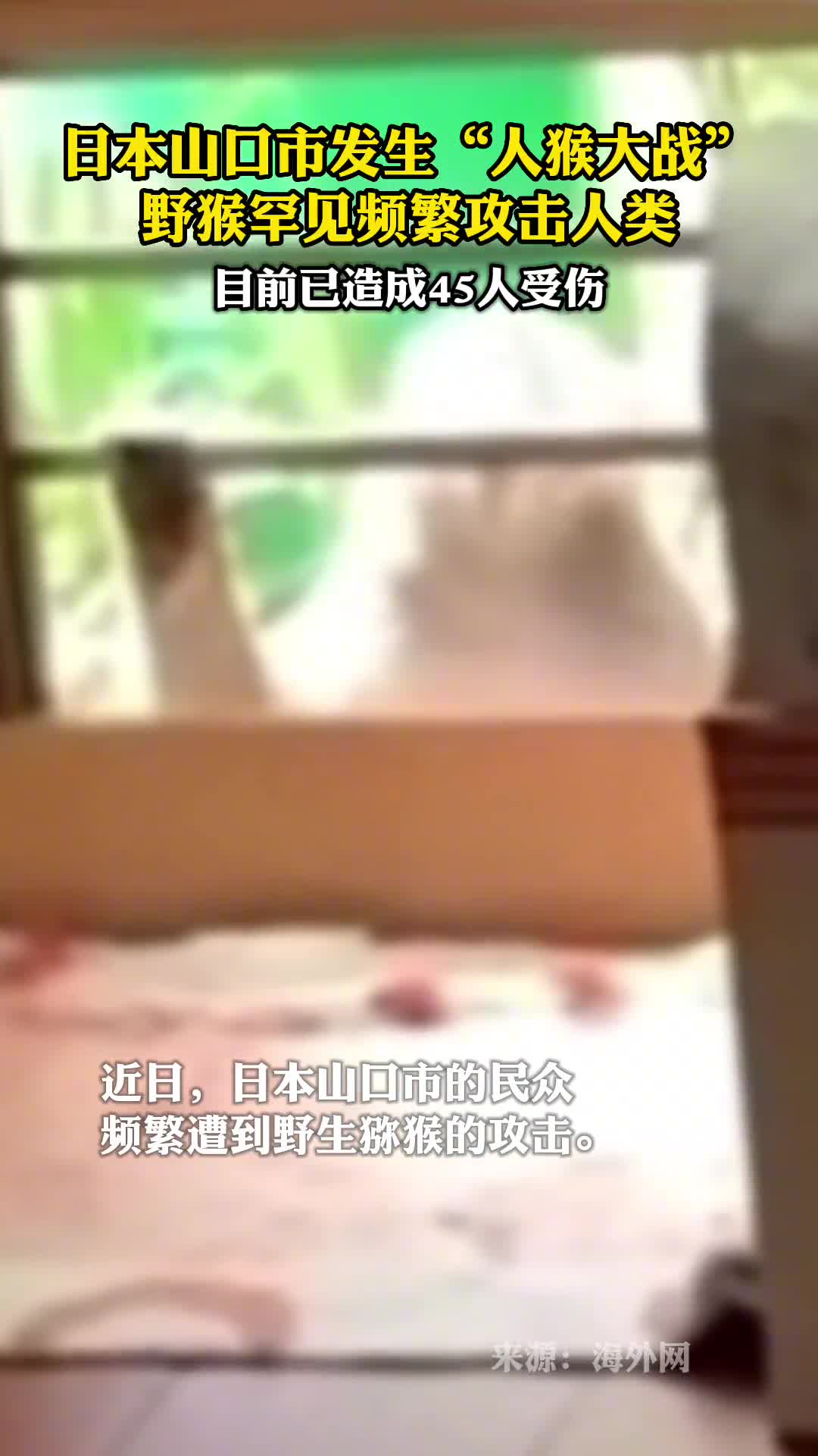 日本山口市发生人猴大战野猴罕见频繁攻击人类