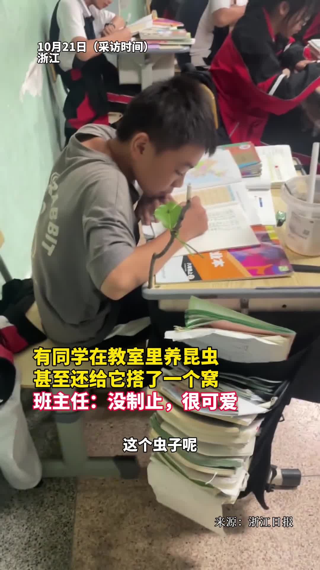 有同学在教室里养昆虫甚至还给它搭了一个窝班主任没制止很可爱