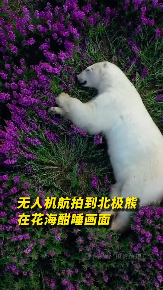 无人机航拍到北极熊在花海酣睡画面