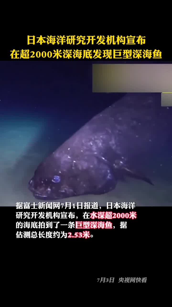 日本海洋研究开发机构宣布在水深超2000米的海底拍到了一条巨型深海鱼