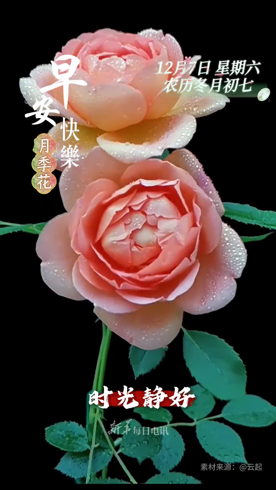 时光静好月季常开新的一天祝您和家人幸福安康阖家欢乐早安