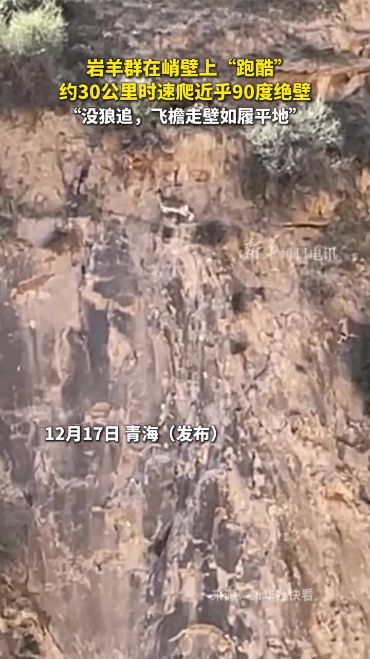 岩羊群在峭壁上跑酷约30公里时速爬绝壁没狼追飞檐走壁如履平地