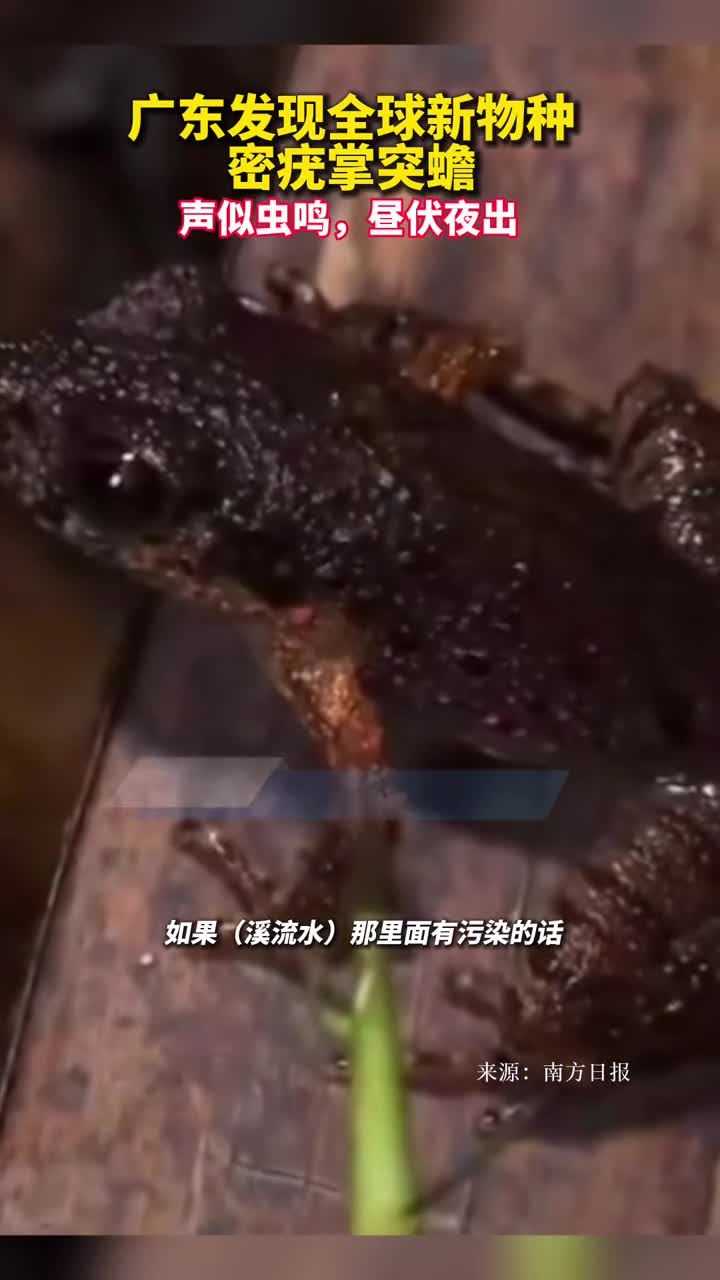 广东发现全球新物种密疣掌突蟾声似虫鸣昼伏夜出
