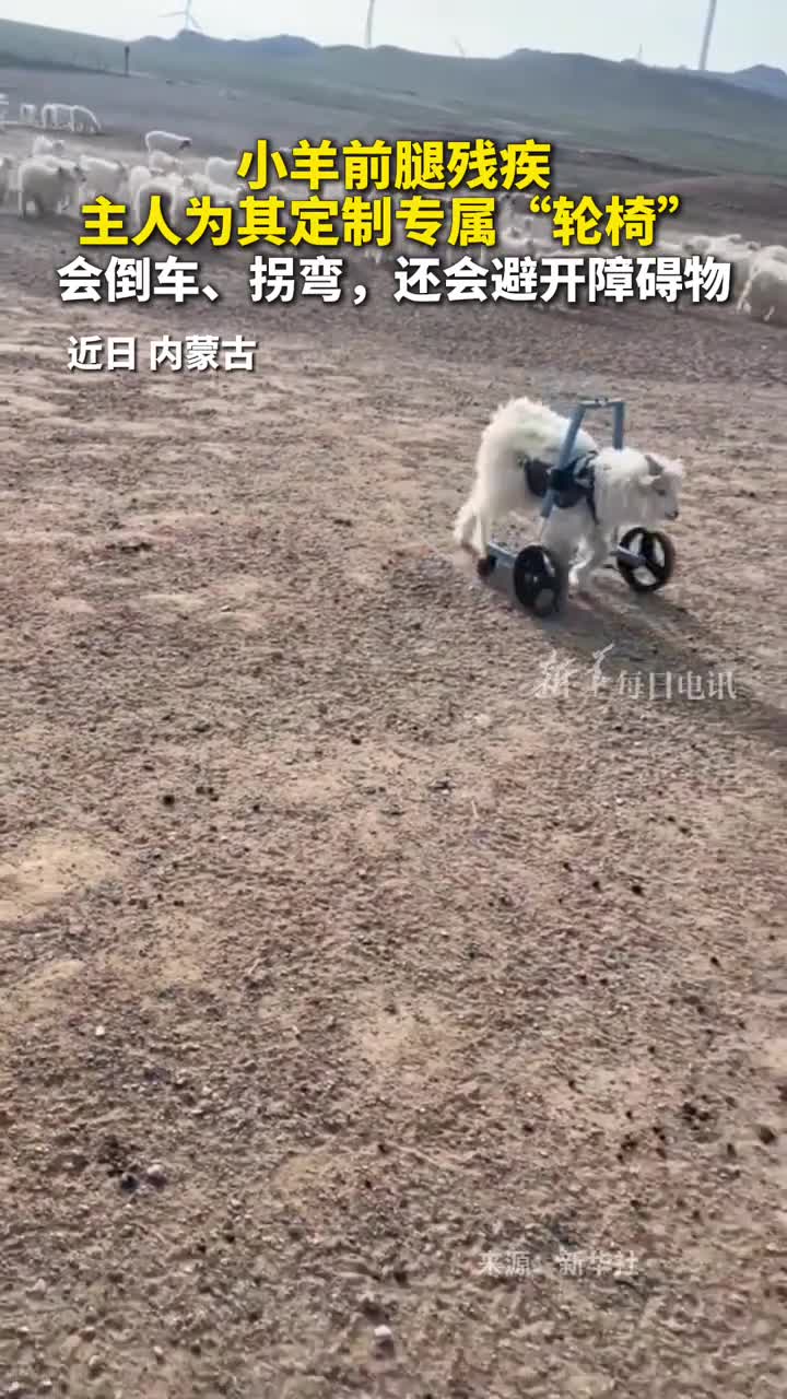 山羊前腿残疾主人为其定制专属轮椅现在小羊已经会倒车拐弯还会避开障碍物技术很好