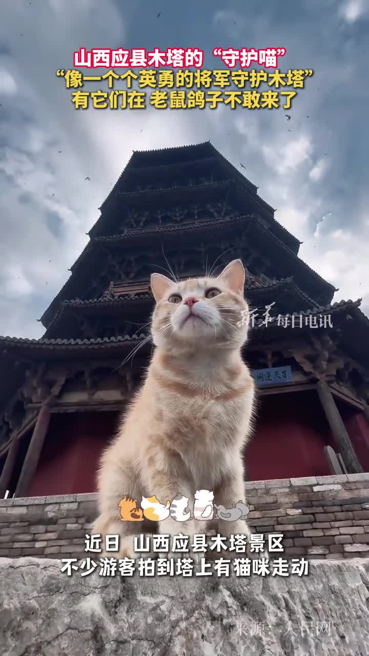 山西应县木塔有一群守护喵有它们在老鼠鸽子不敢来了