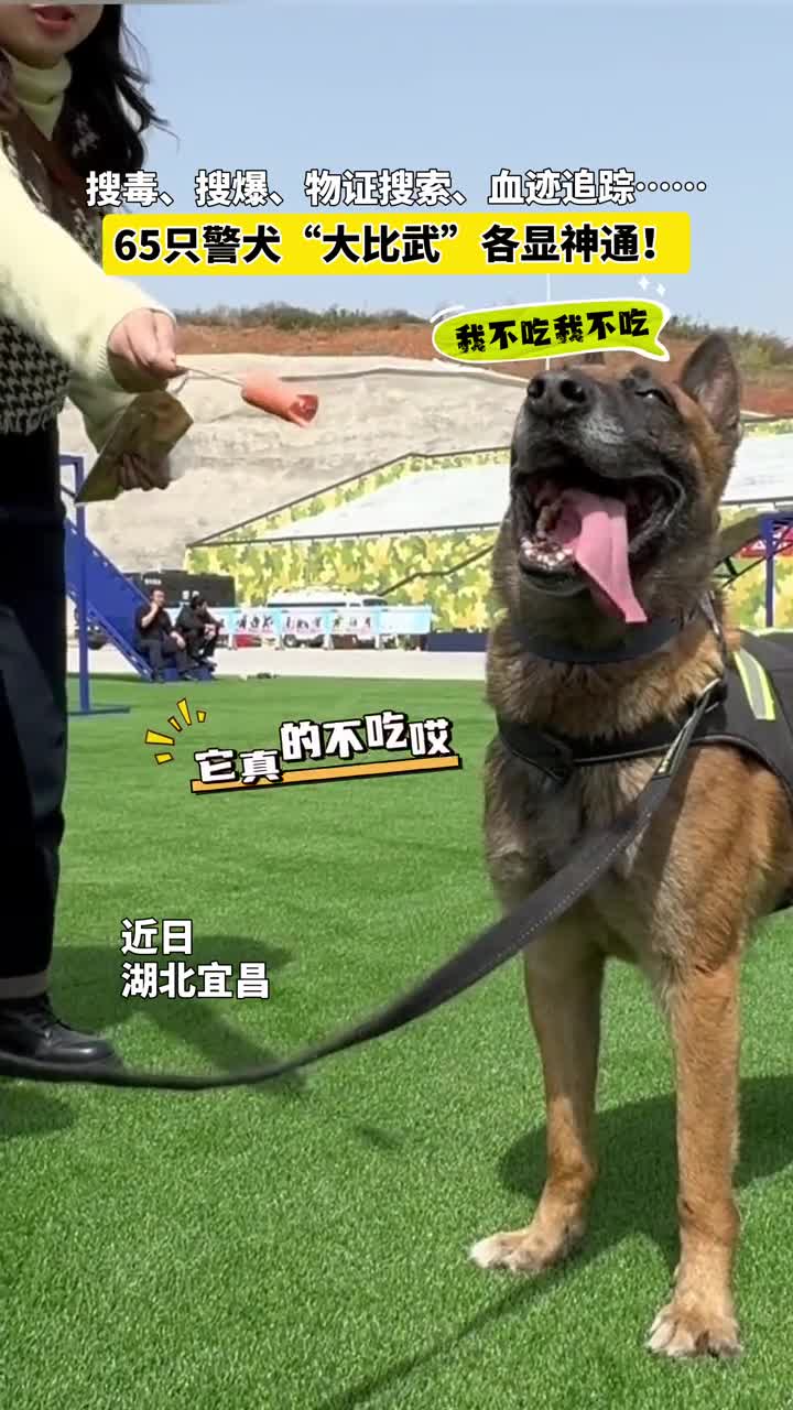 搜毒搜爆物证搜索血迹追踪65只警犬大比武各显神通