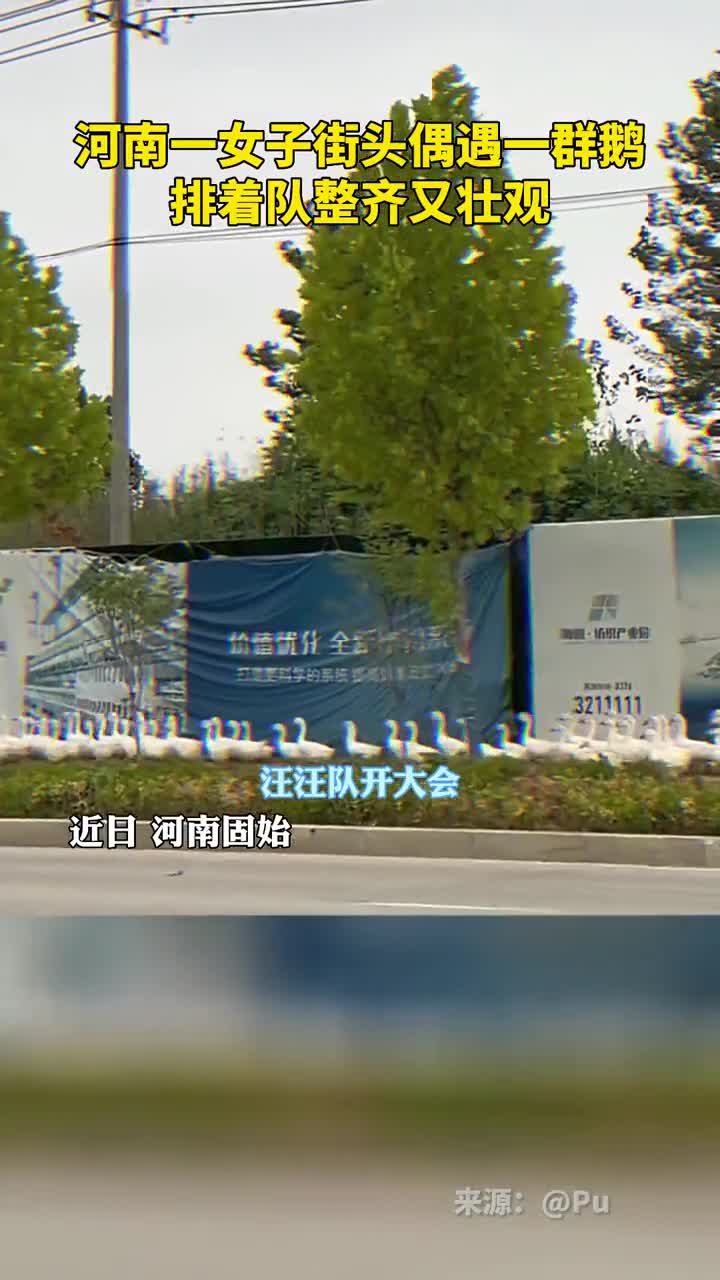 河南一女子街头偶遇一群鹅排着长队整齐又壮观