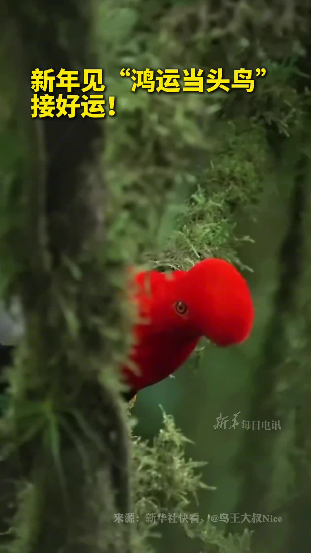 新年见鸿运当头鸟接好运祝大家新年鸿运当头