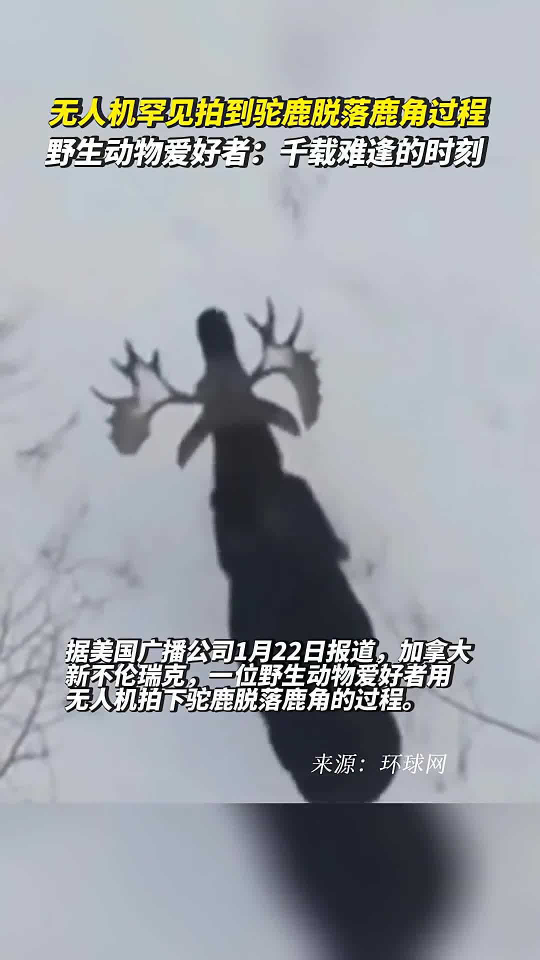 无人机罕见拍到驼鹿脱落鹿角过程野生动物爱好者千载难逢的时刻