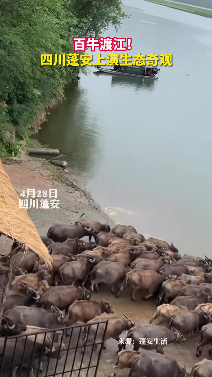 百牛渡江四川蓬安上演生态奇观