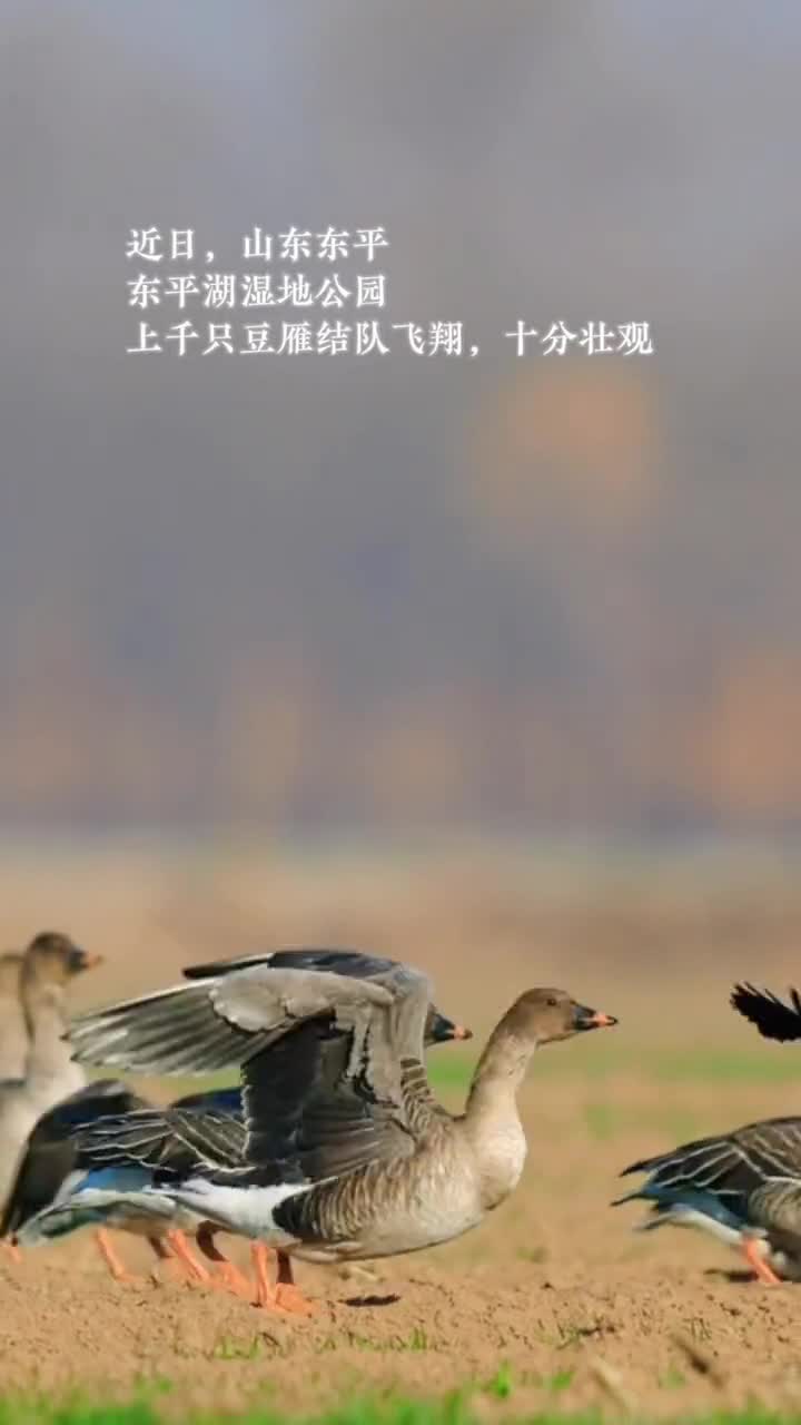 近日山东东平湖湿地公园网友拍下上千只豆雁结队飞翔场面十分壮观