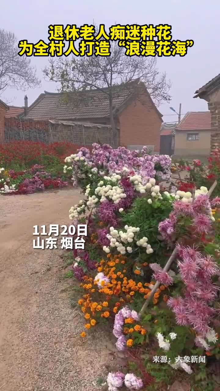 退休老人为全村打造浪漫花海