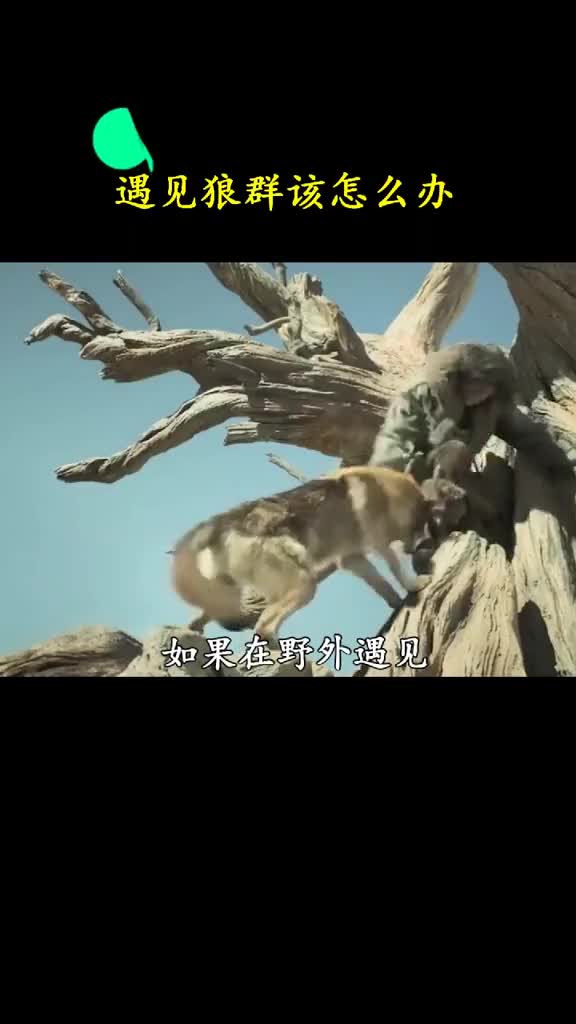 野外遇见狼群该怎么全身而退