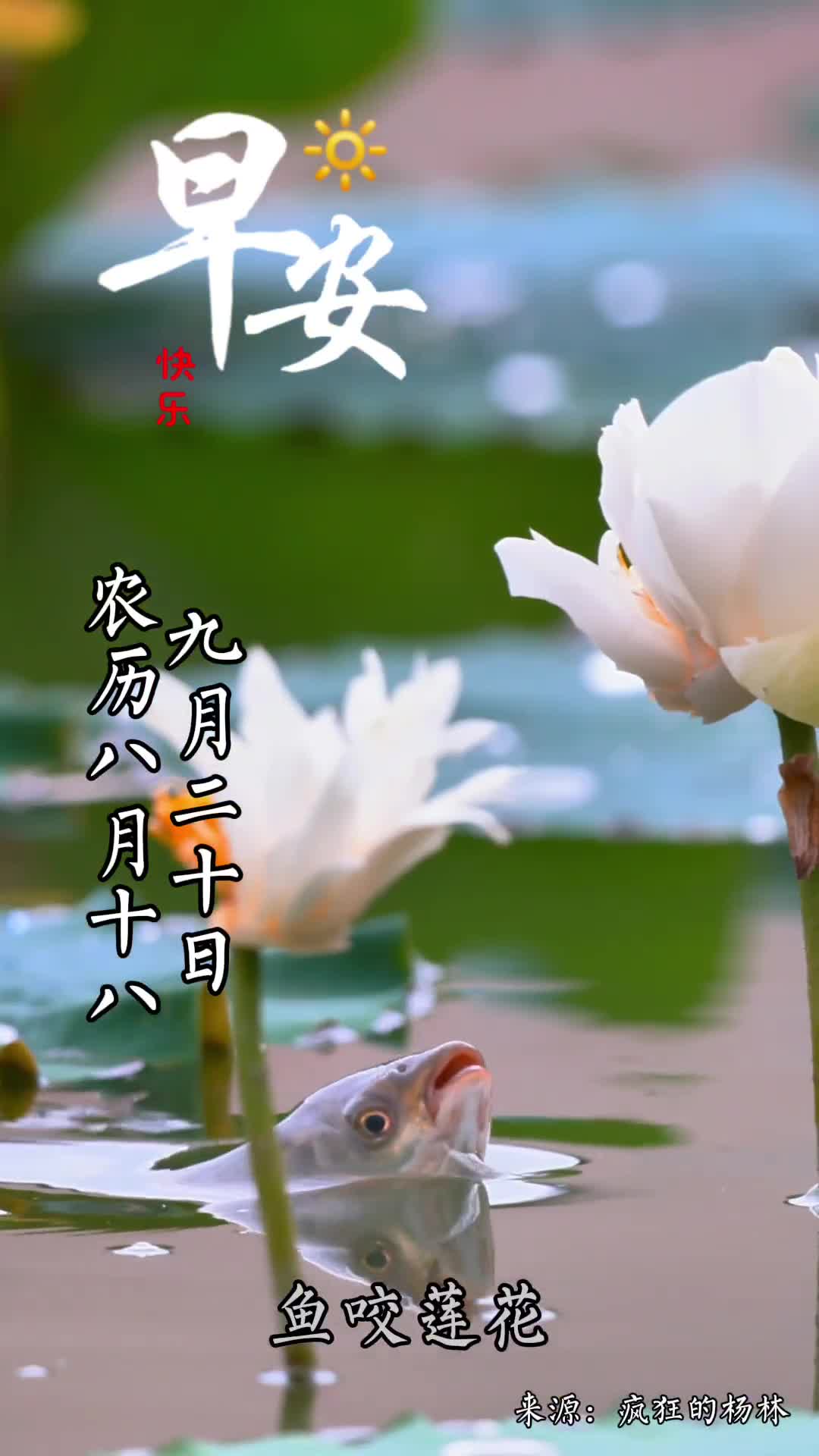 鱼咬莲花好运连连新的一天愿您诸事顺遂心想事成