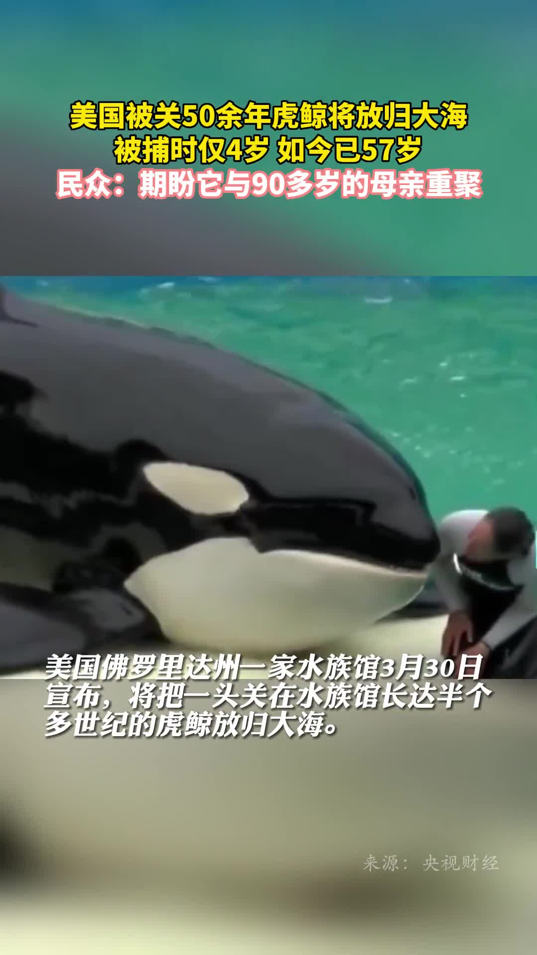 美国被关50余年虎鲸将放归大海被捕时仅4岁如今已57岁民众期盼它与90多岁的母亲重聚