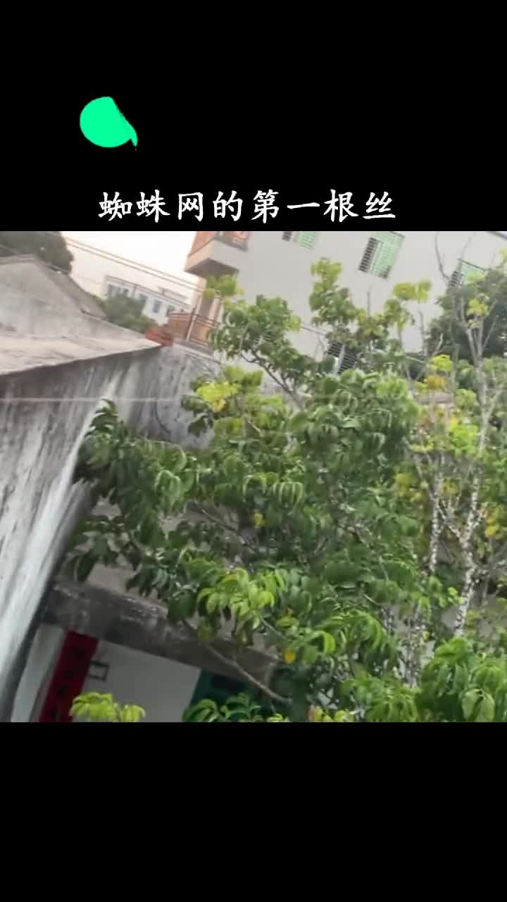 蜘蛛网的第一根丝是如何到对面的要不是我没看过蜘蛛侠我才不信呢