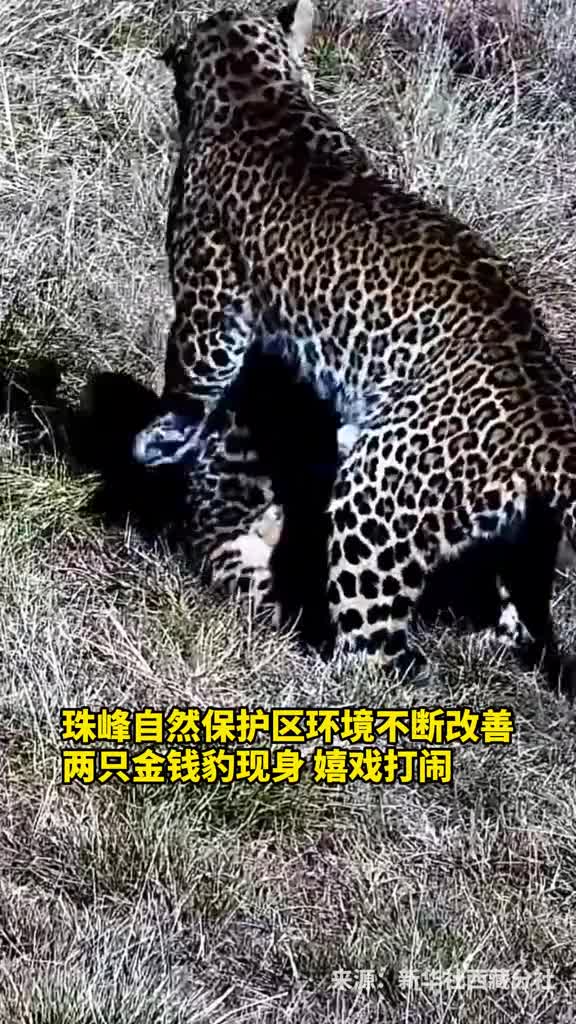 珠峰自然保护区环境不断改善两只金钱豹现身嬉戏打闹