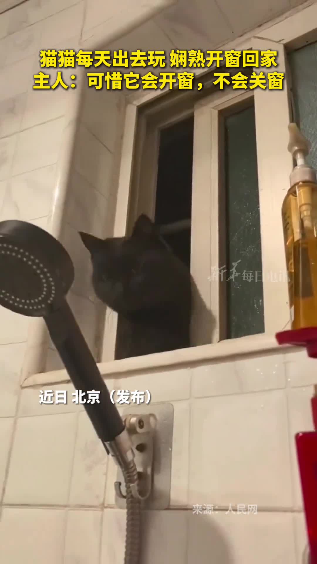 猫猫每天出去玩娴熟开窗回家主人可惜它会开窗不会关窗