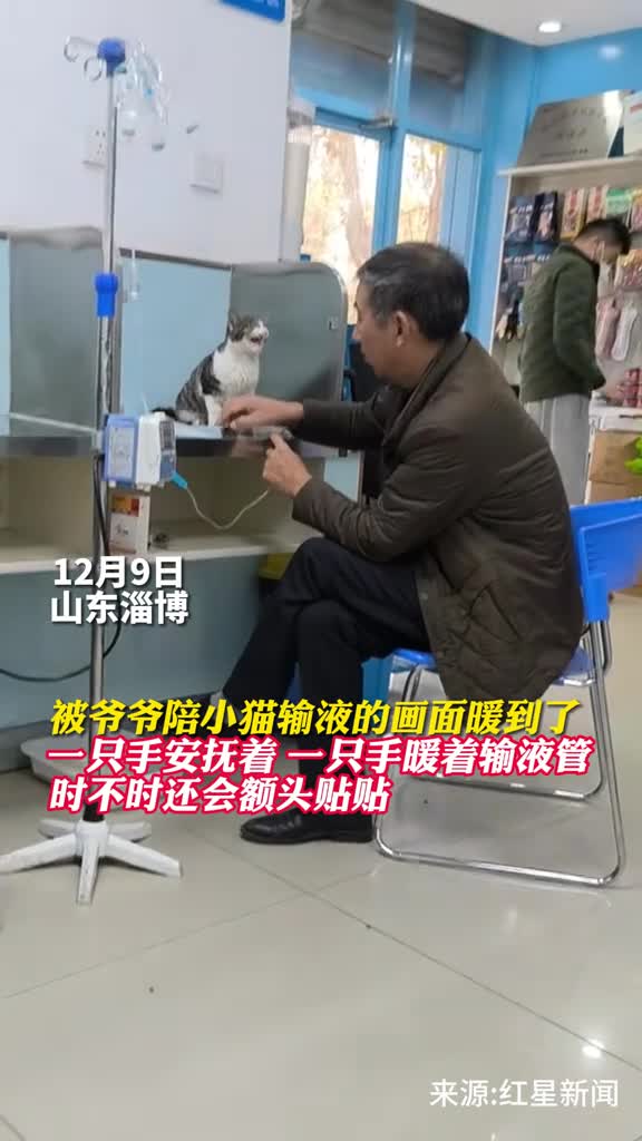 被爷爷陪小猫输液的画面暖到了一只手安抚着一只手暖着输液管时不时还会额头贴贴