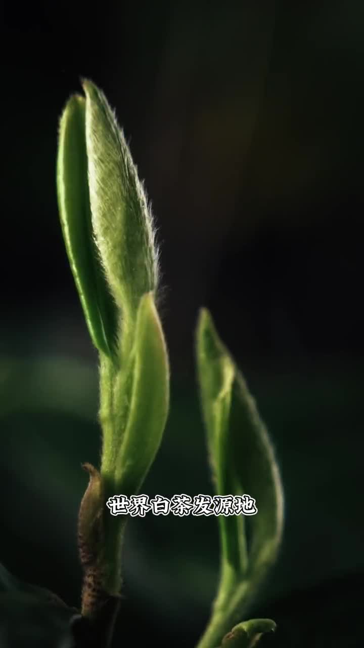 福鼎白茶电商年货节今晚7点电讯直播间不见不散