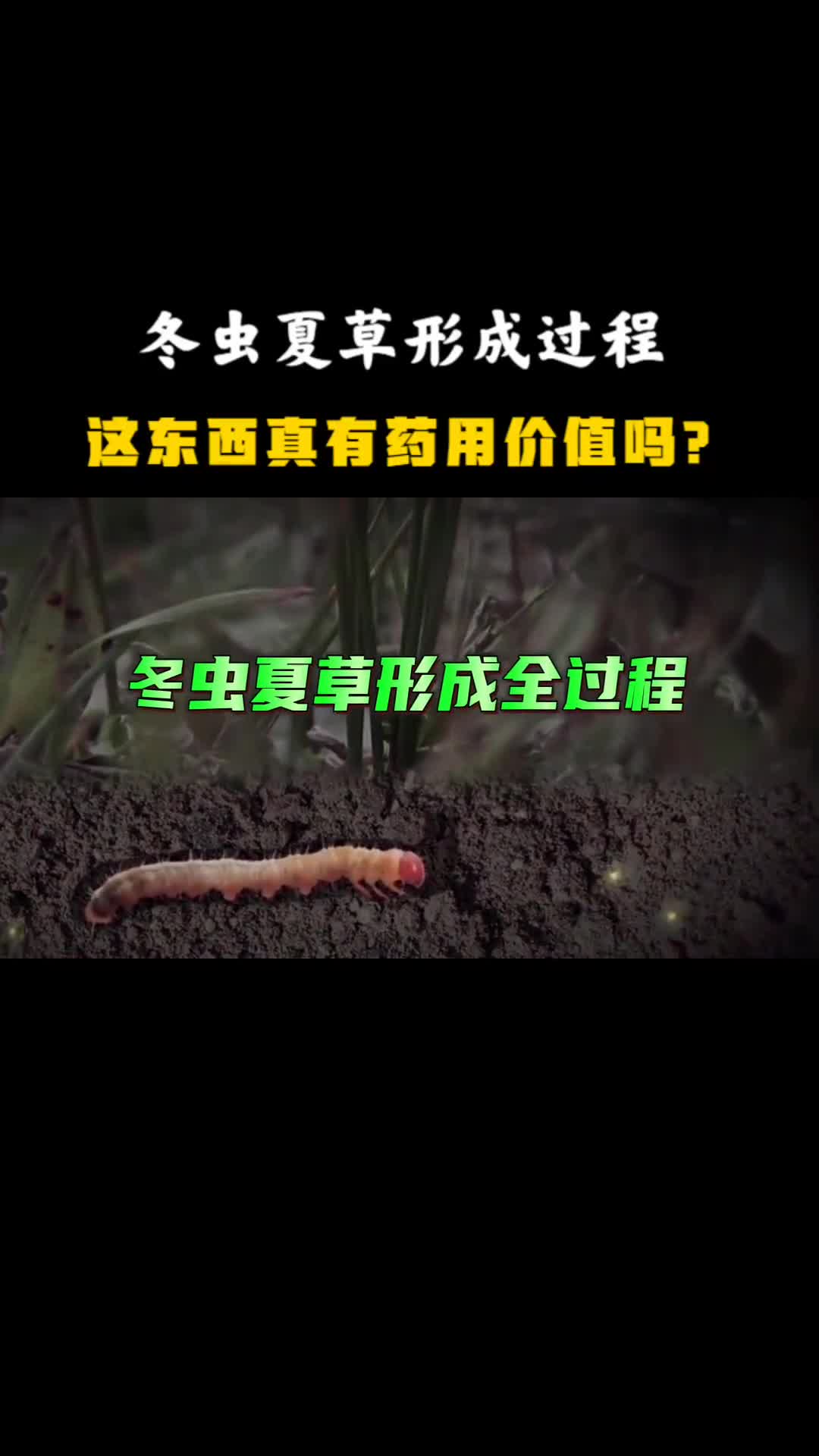 揭秘冬虫夏草形成全过程这东西真的有药用价值吗