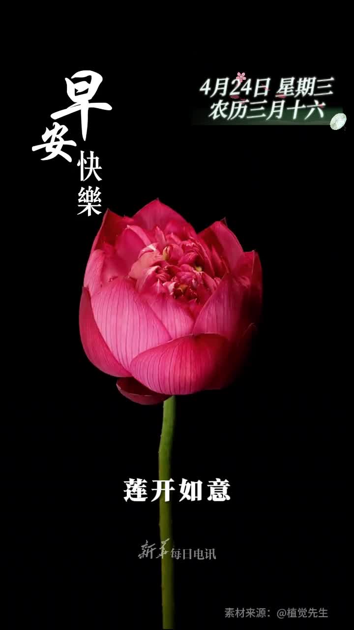 莲开如意莲韵荣华新的一天愿您好运常伴万事顺遂早安