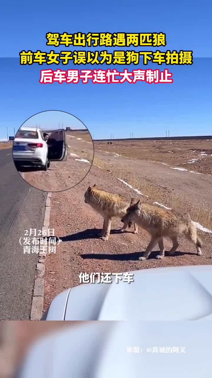 驾车出行路遇两匹狼前车女子误以为是狗下车拍摄后车男子连忙大声制止