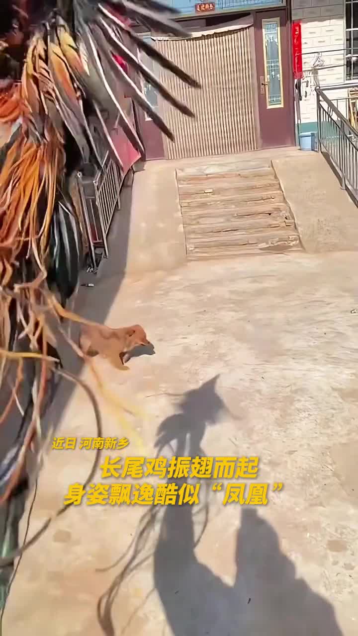 见者好运它飞起来的一瞬间像极了传说中的凤人民网萌宠宠物鸡