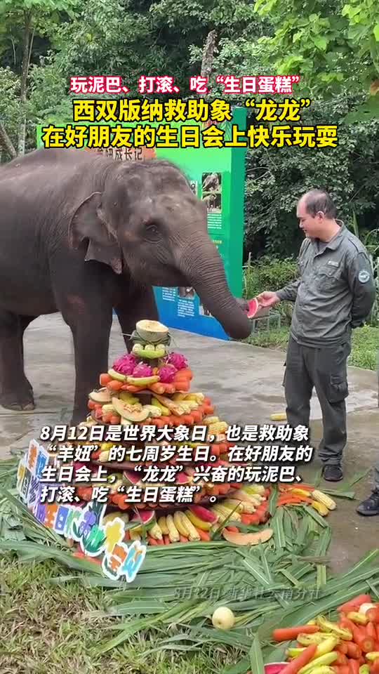 玩泥巴打滚吃生日蛋糕西双版纳救助象龙龙在好朋友的生日会上快乐玩耍