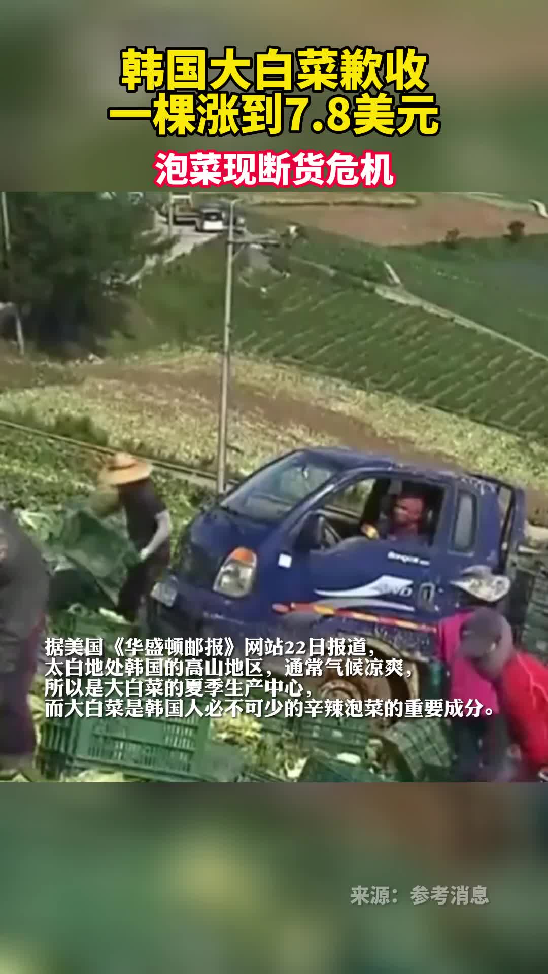 韩国大白菜歉收一棵涨到78美元泡菜出现断货危机