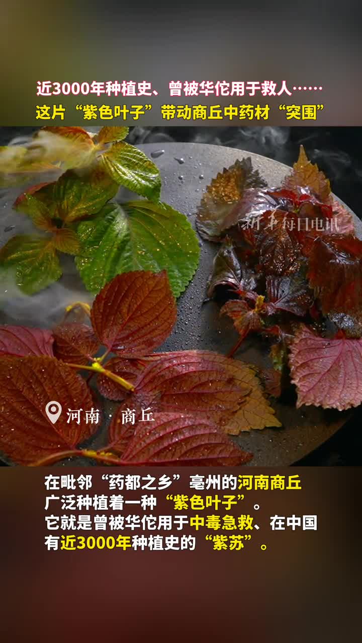 近3000年种植史曾被华佗用于救人这片紫色叶子带动商丘中药材突围