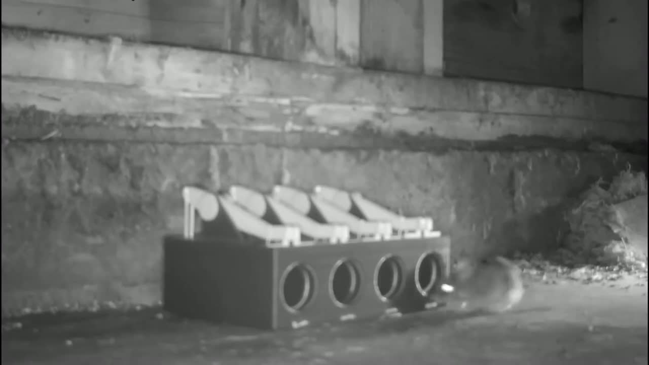 老鼠开会抖音小助手