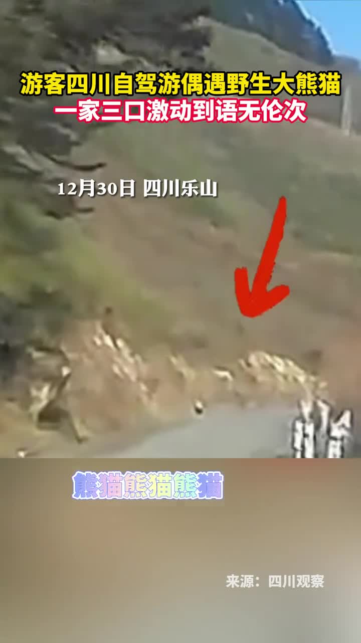 游客四川自驾游偶遇野生大熊猫一家三口激动到语无伦次