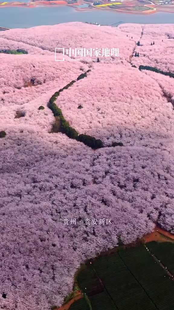 三月你好一起上春山在春花烂漫的季节一起期待3月中旬贵安樱花园的粉色花海吧明媚春花令人沉醉大概是去年的樱瓣飘落心上所以至今念念不忘还有那个一起赏花的人三月已至可盼枝头烂漫你想与谁共赏春日华章