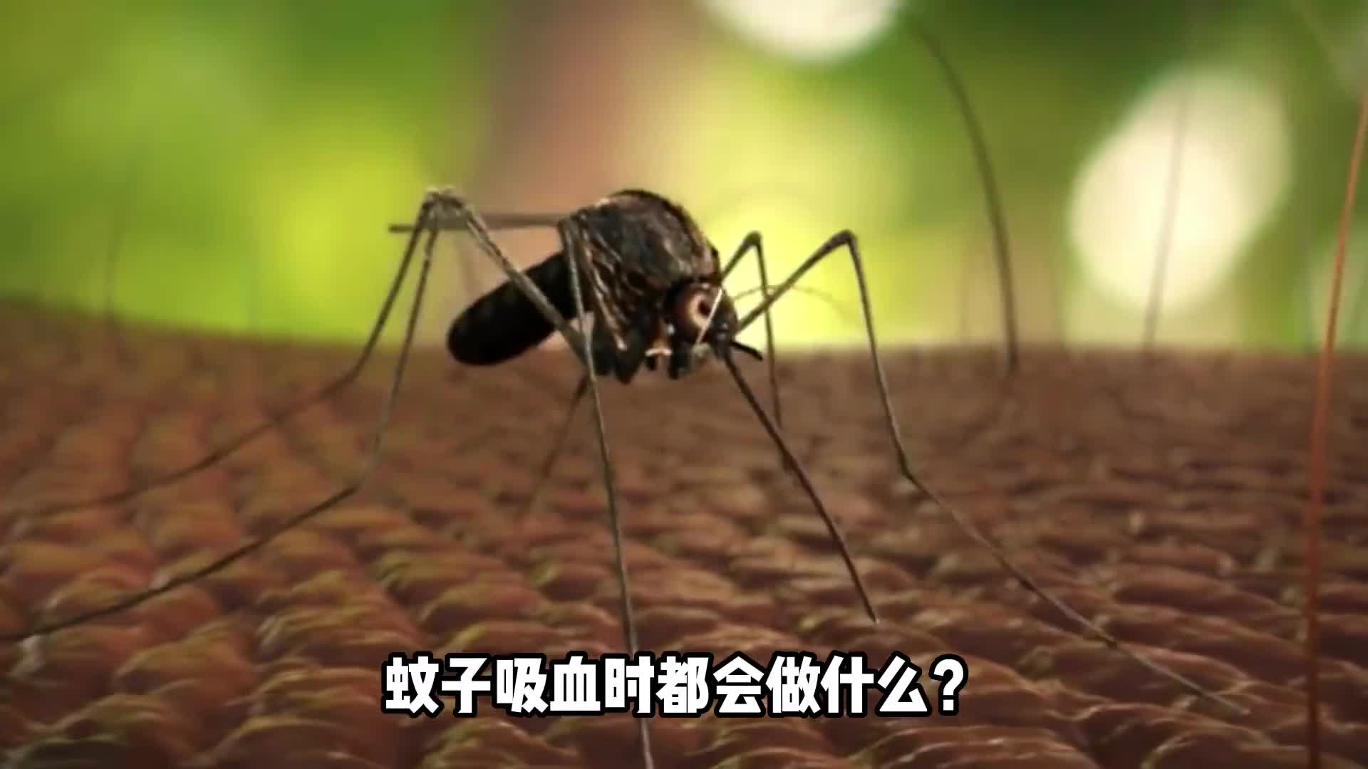 蚊子吸血时都会做什么解析蚊子叮咬全过程