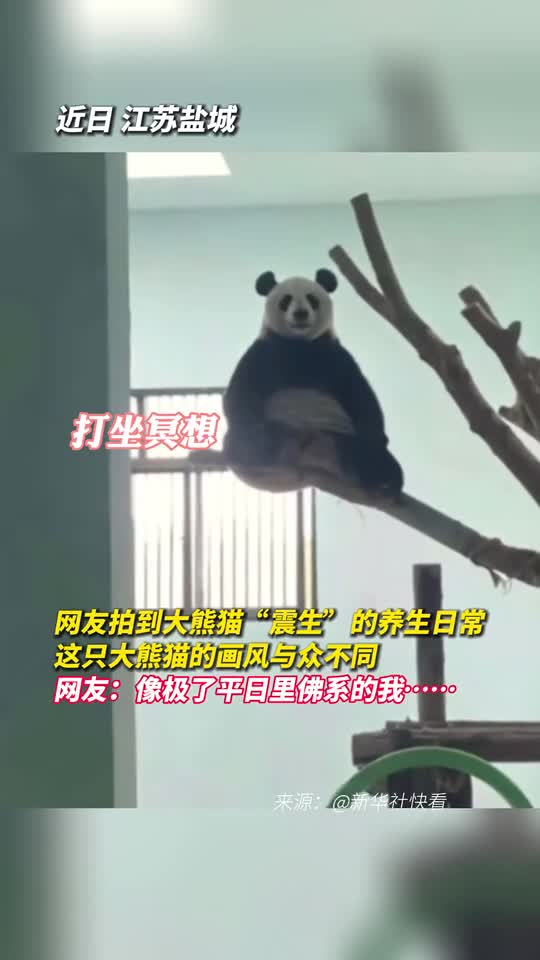 网友拍到大熊猫震生的养生日常这只大熊猫的画风与众不同