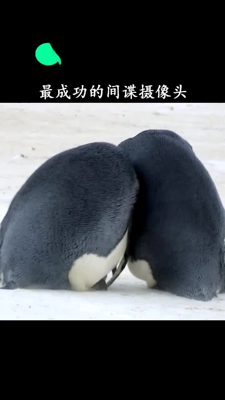 摄像机在不收网我就成老大了