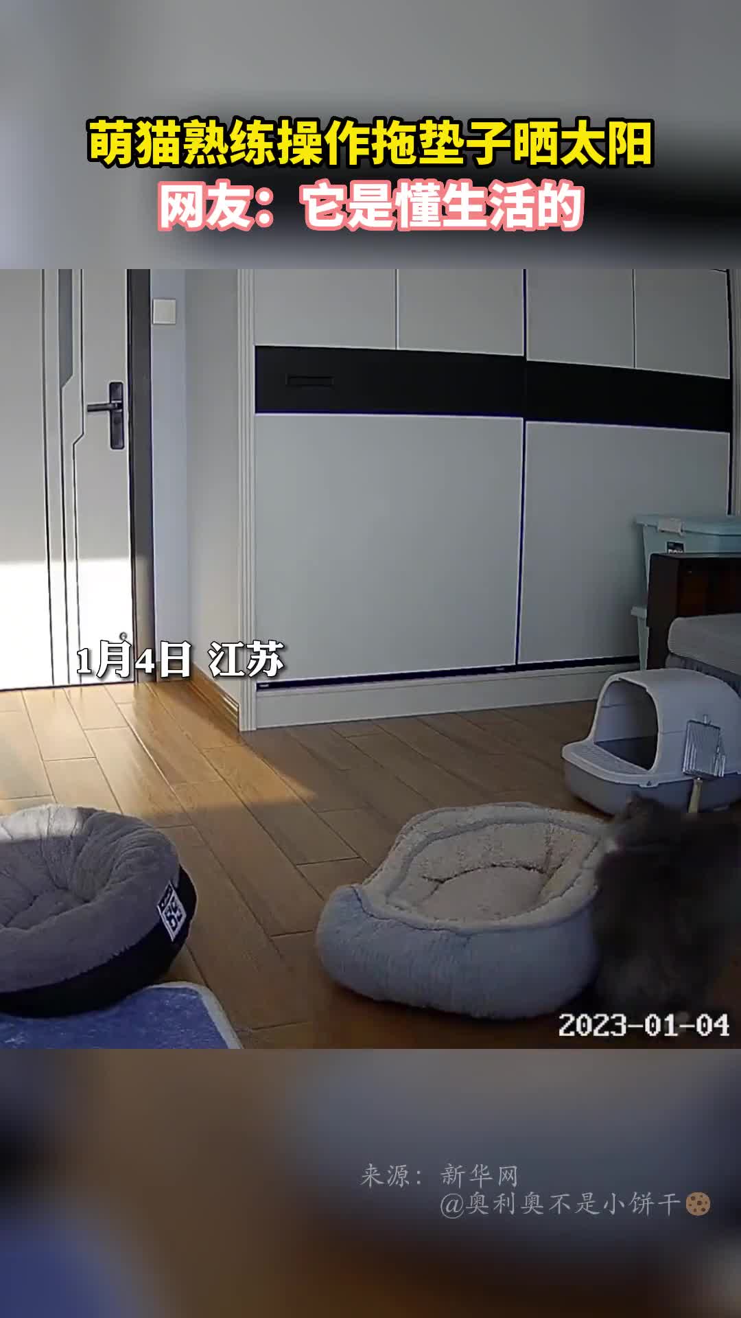 萌猫熟练操作拖垫子晒太阳网友它是懂生活的