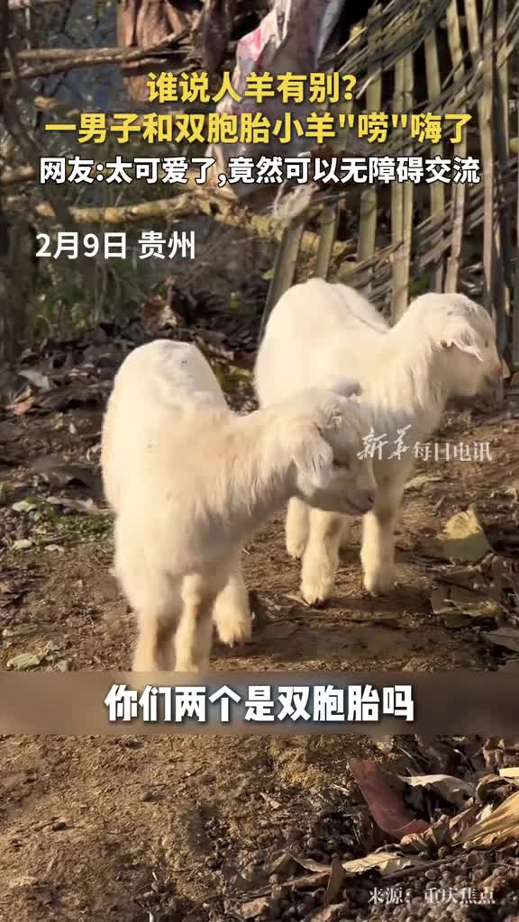 谁说人羊有别一男子和双胞胎小羊唠嗨了网友太可爱了竟然可以无障碍交流