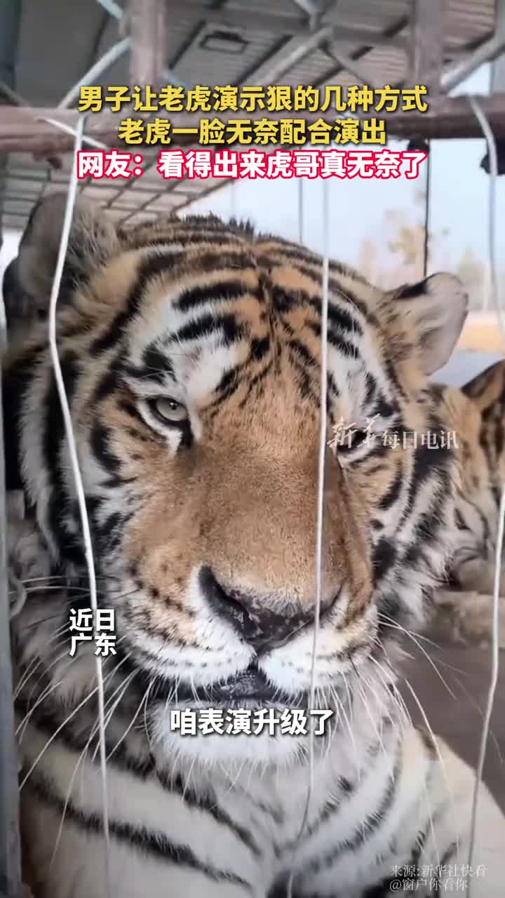 男子让老虎演示狠的几种方式老虎一脸无奈配合演出网友看得出来虎哥真无奈了